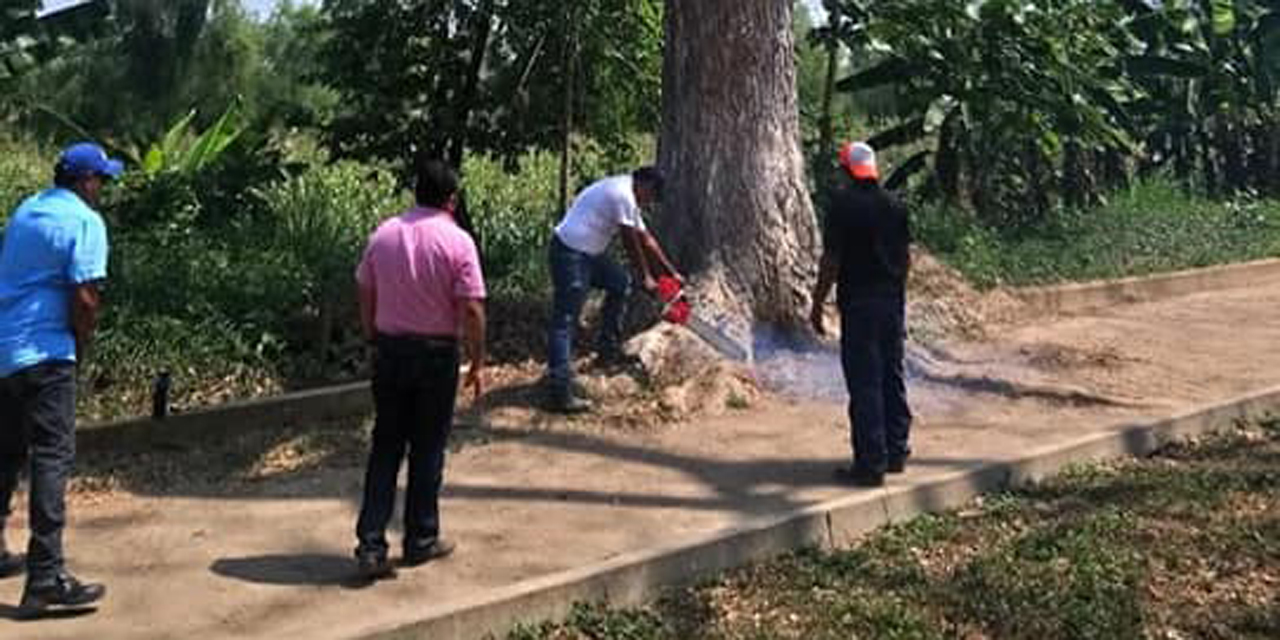 Derriban árboles para rehabilitar pista de atletismo en Tuxtepec | El Imparcial de Oaxaca