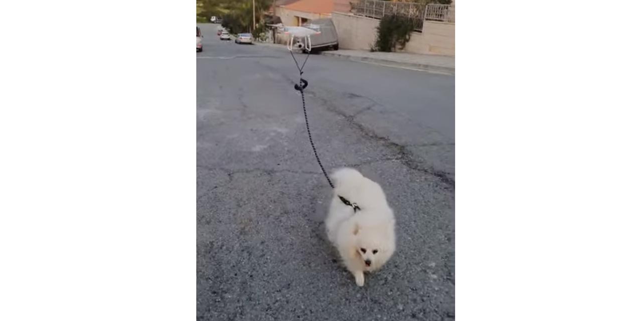 Video: Dron saca a pasear a un perro en tiempos de cuarentena | El Imparcial de Oaxaca Video: Dron saca a pasear a un perro en tiempos de cuarentena | El Imparcial de Oaxaca