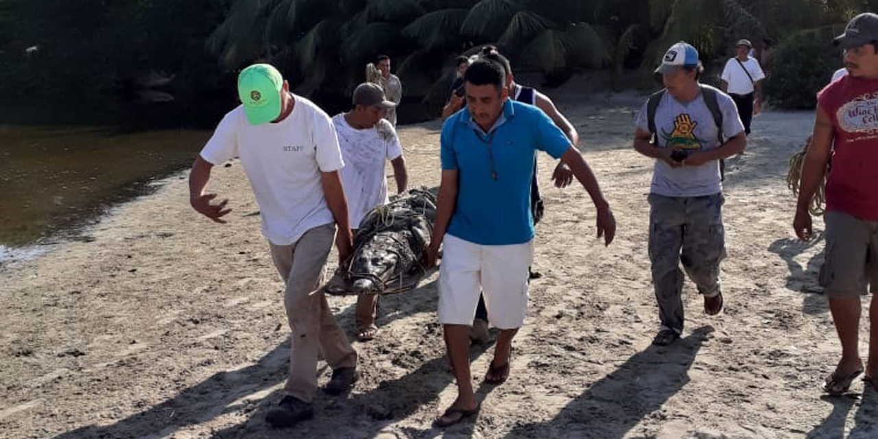 Capturan cocodrilo en Puerto Escondido | El Imparcial de Oaxaca