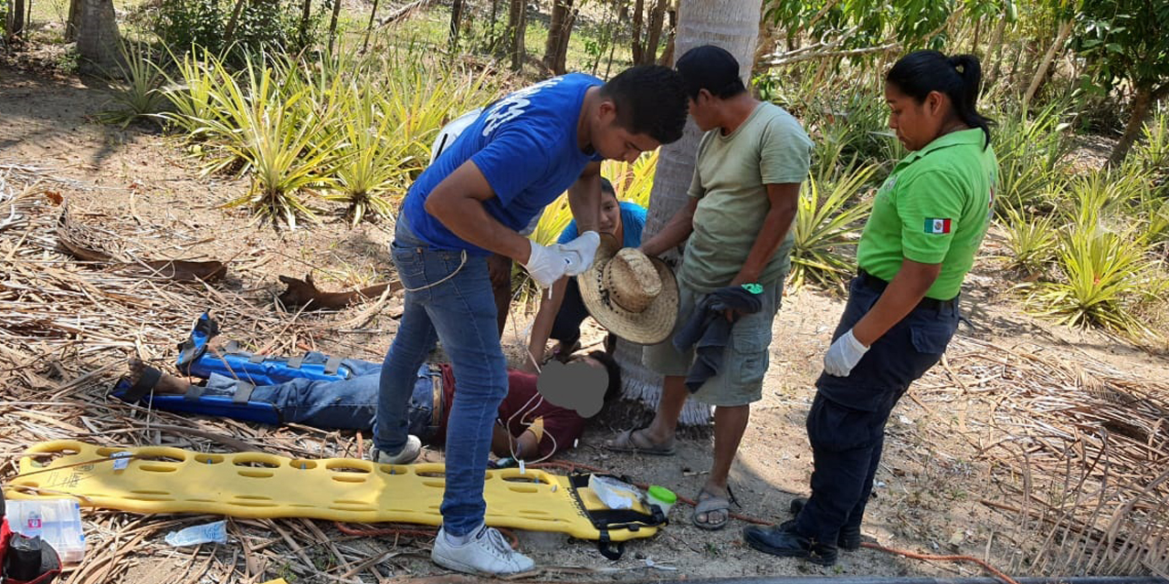 Hombre cae de una palmera en Río Grande | El Imparcial de Oaxaca