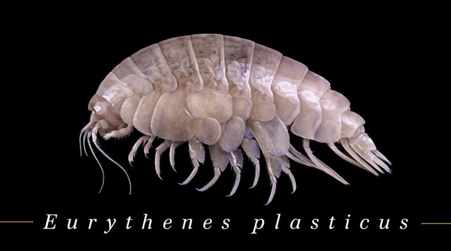 Descubren nueva especie en el fondo del mar y está contaminada con plástico | El Imparcial de Oaxaca