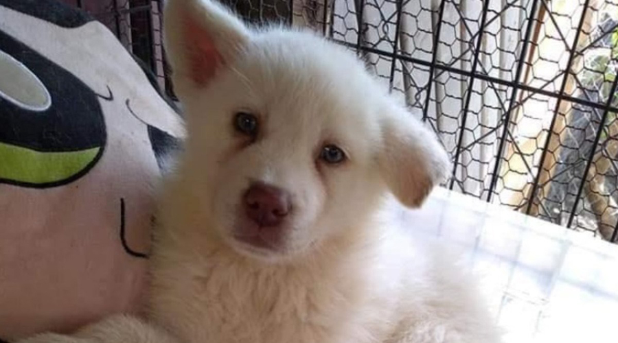 Niño da en adopción a su perrito ‘Simón’ porque su papá le pegaba | El Imparcial de Oaxaca Niño da en adopción a su perrito ‘Simón’ porque su papá le pegaba | El Imparcial de Oaxaca
