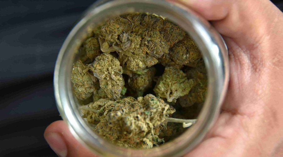 Aprueban en comisiones del Senado uso lúdico de la marihuana | El Imparcial de Oaxaca Aprueban en comisiones del Senado uso lúdico de la marihuana | El Imparcial de Oaxaca