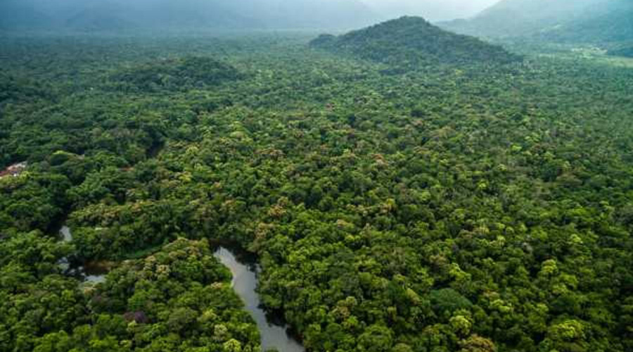 Selva del Amazonas se convertiría en una sabana árida en 50 años, según expertos | El Imparcial de Oaxaca
