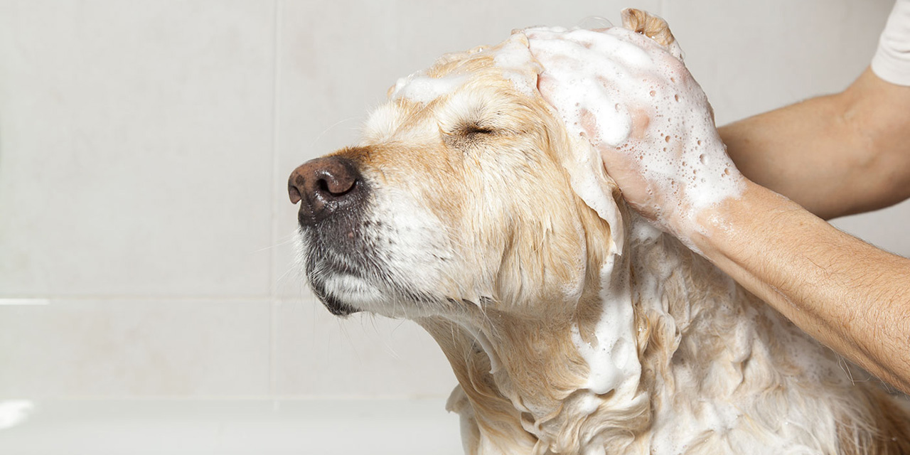 ¡No intentes desinfectar a tu mascota con detergente!, es malo para ellos | El Imparcial de Oaxaca