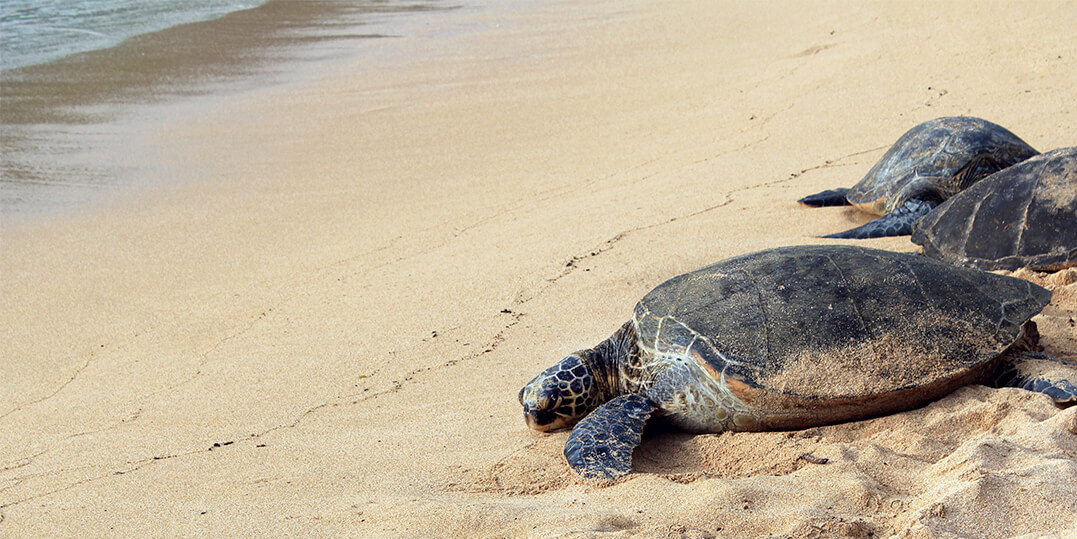Cozumel tiene visitas: adelantan anidación tortugas marinas ante nula presencia de turistas | El Imparcial de Oaxaca