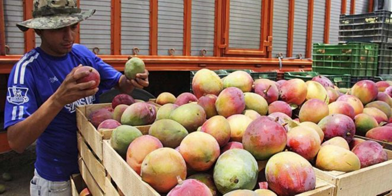 Covid-19 impacta a productores de mango del Istmo