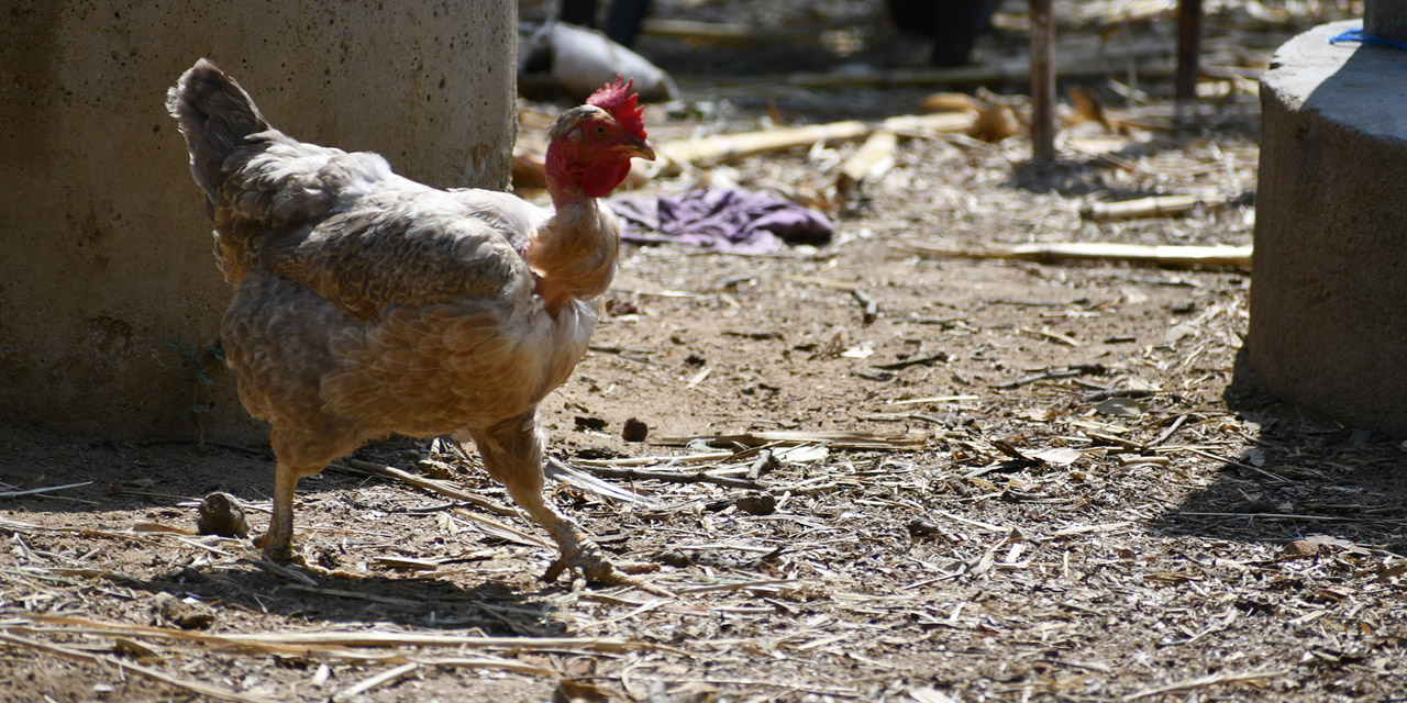 Se disparan precios de gallinas ponedoras en Oaxaca | El Imparcial de Oaxaca