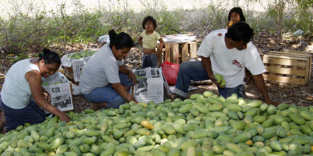Contingencia golpea fuerte a productores de mango | El Imparcial de Oaxaca