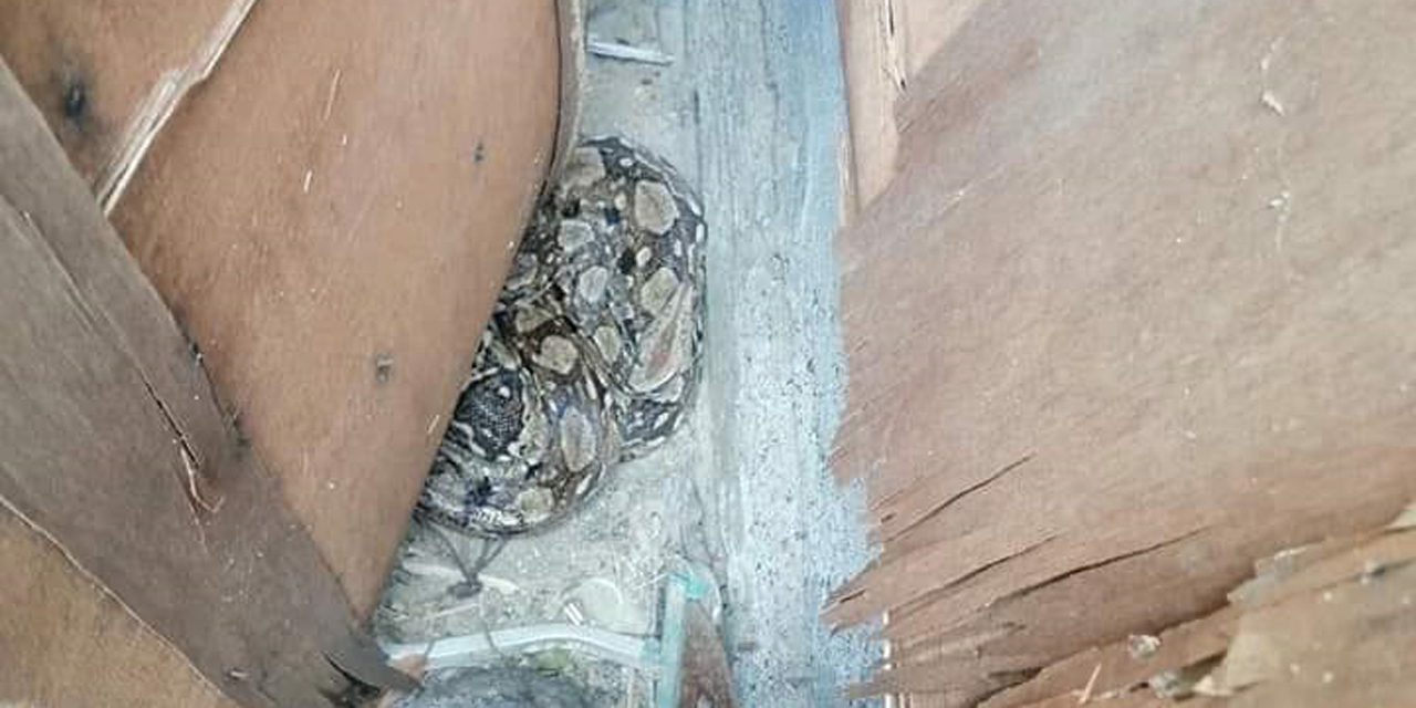 Serpiente en domicilio alerta a Protección Civil en Salina Cruz