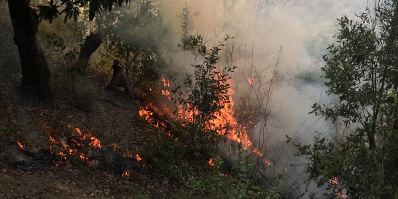 Incendio destruye bosque, café y caña en la región mazateca | El Imparcial de Oaxaca