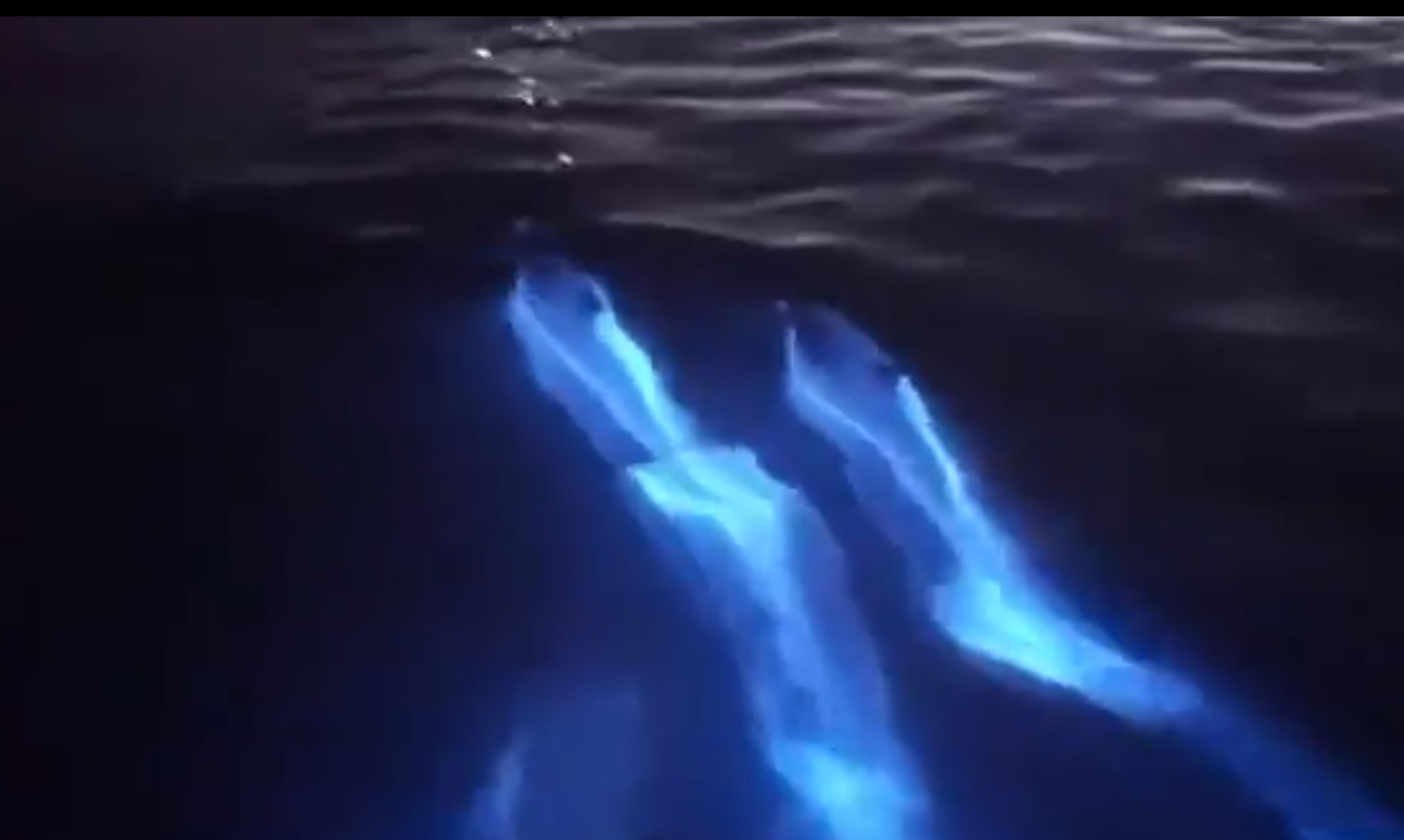 Video: Captan a delfines “brillando” en agua bioluminiscente en California | El Imparcial de Oaxaca