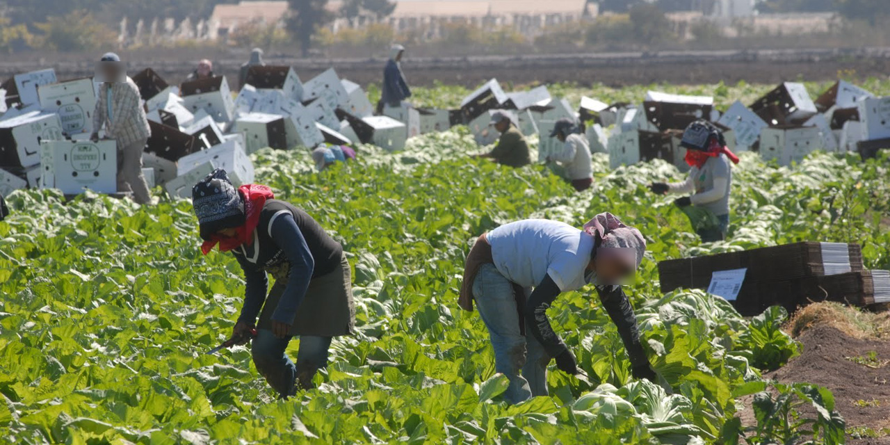 Trabajadores agrícolas mexicanos llegan a Canadá; | El Imparcial de Oaxaca