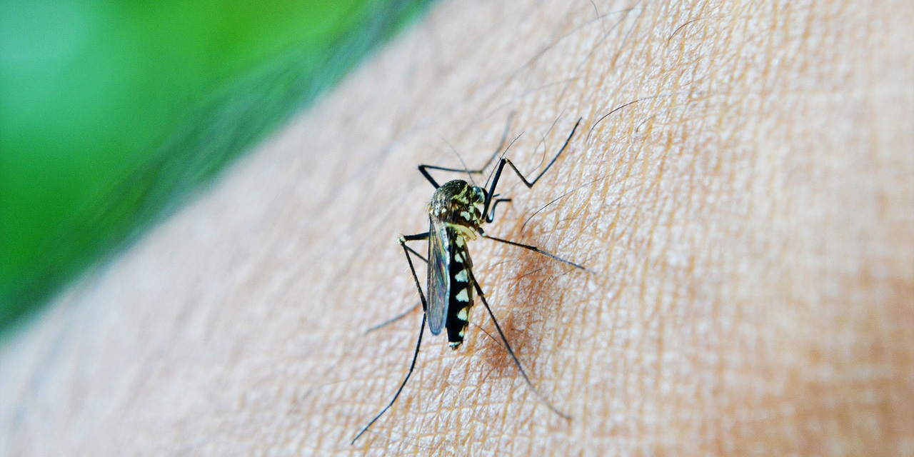 Mientras estás en casa escapando del Covid-19, ponte a limpiar para librarte del dengue | El Imparcial de Oaxaca