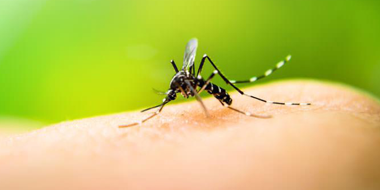 Suman 29 casos de dengue en Oaxaca | El Imparcial de Oaxaca