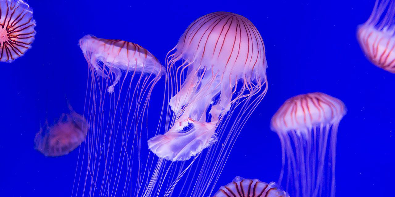 Video: medusas rosadas invaden aguas de Filipinas en medio de confinamiento | El Imparcial de Oaxaca
