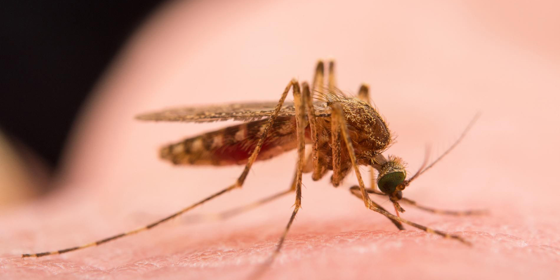Extrema precauciones por coronavirus y le pica un mosquito con dengue