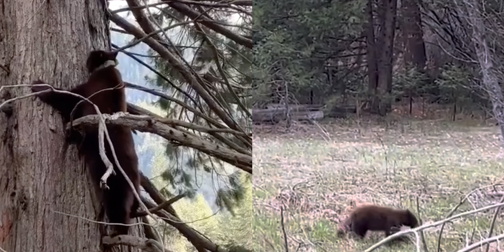 Video: captan a osos jugando en parque Yosemite | El Imparcial de Oaxaca