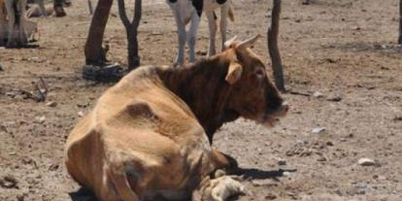 Sacrifican ganado en  condiciones insalubres en Huajuapan | El Imparcial de Oaxaca