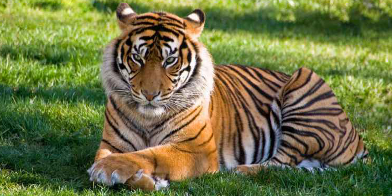 Tigresa en zoológico de Nueva York da positivo a Covid-19 | El Imparcial de Oaxaca