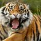 Video: Abandonan zoológico en Tailandia con decenas de animales hambrientos