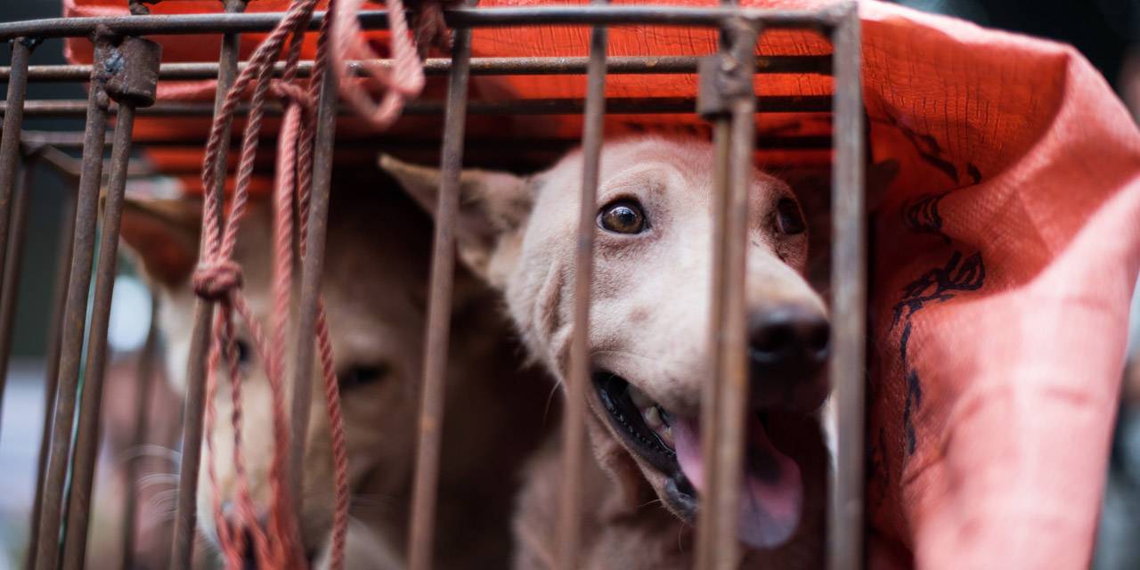 Tras pandemia, ciudad en China prohíbe consumo de perros y gatos | El Imparcial de Oaxaca
