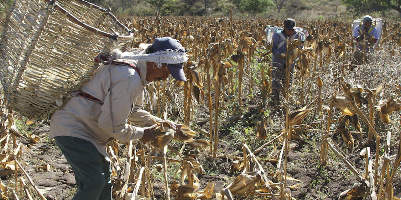 Campesinos, los más afectados por Covid-19 | El Imparcial de Oaxaca