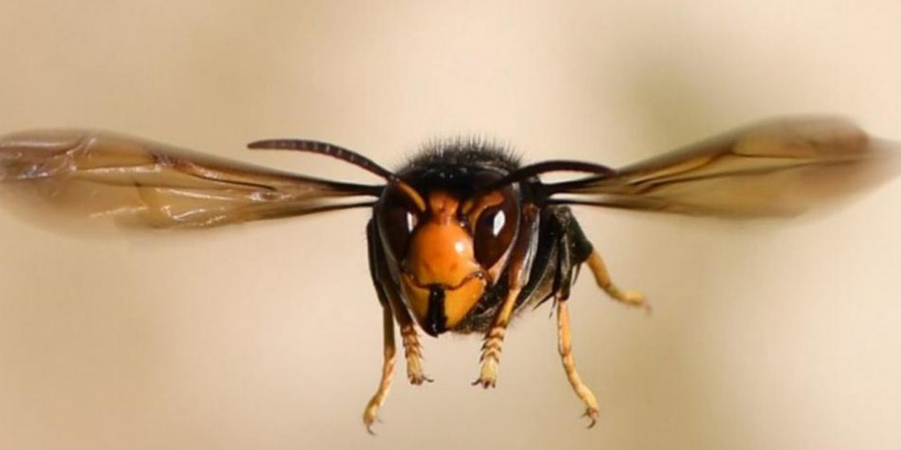 El avispón asiático gigante no se ha detectado en México | El Imparcial de Oaxaca