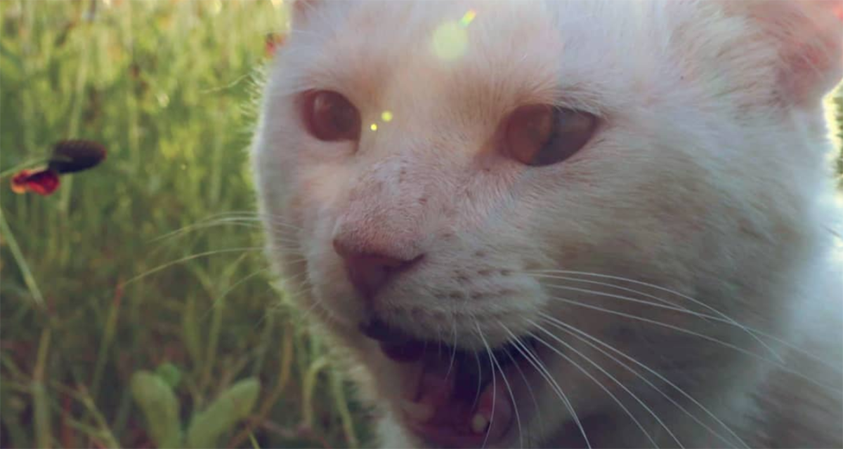 Video: Gato callejero le “pide” a una mujer que le compre su comida favorita
