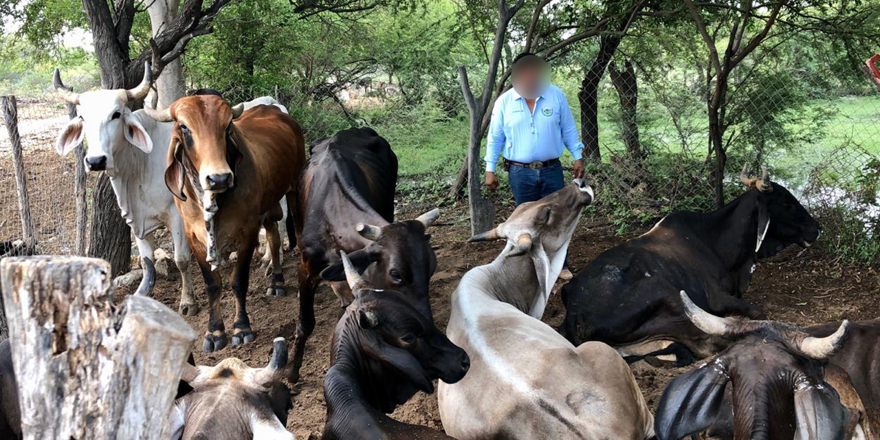 Muere ganado por sequía en el Istmo de Tehuantepec
