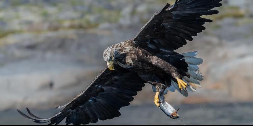 Reaparece águila cola blanca después de 240 años | El Imparcial de Oaxaca