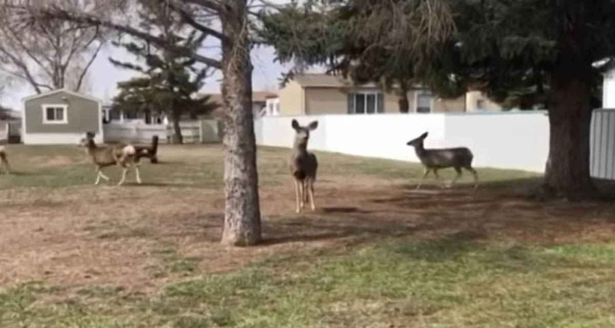 Video: Animales aprovechan el confinamiento de los humanos para explorar nuevos lugares