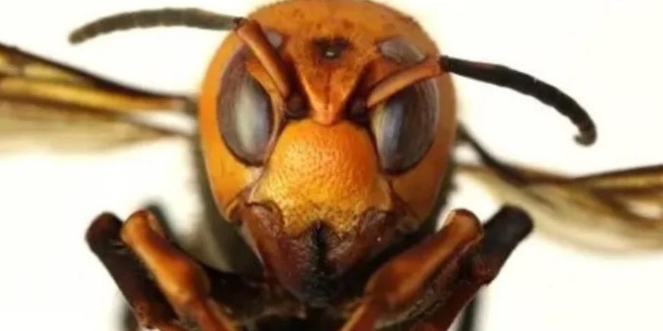 Alarma en EU por insecto capaz de matar personas y acabar con las abejas | El Imparcial de Oaxaca