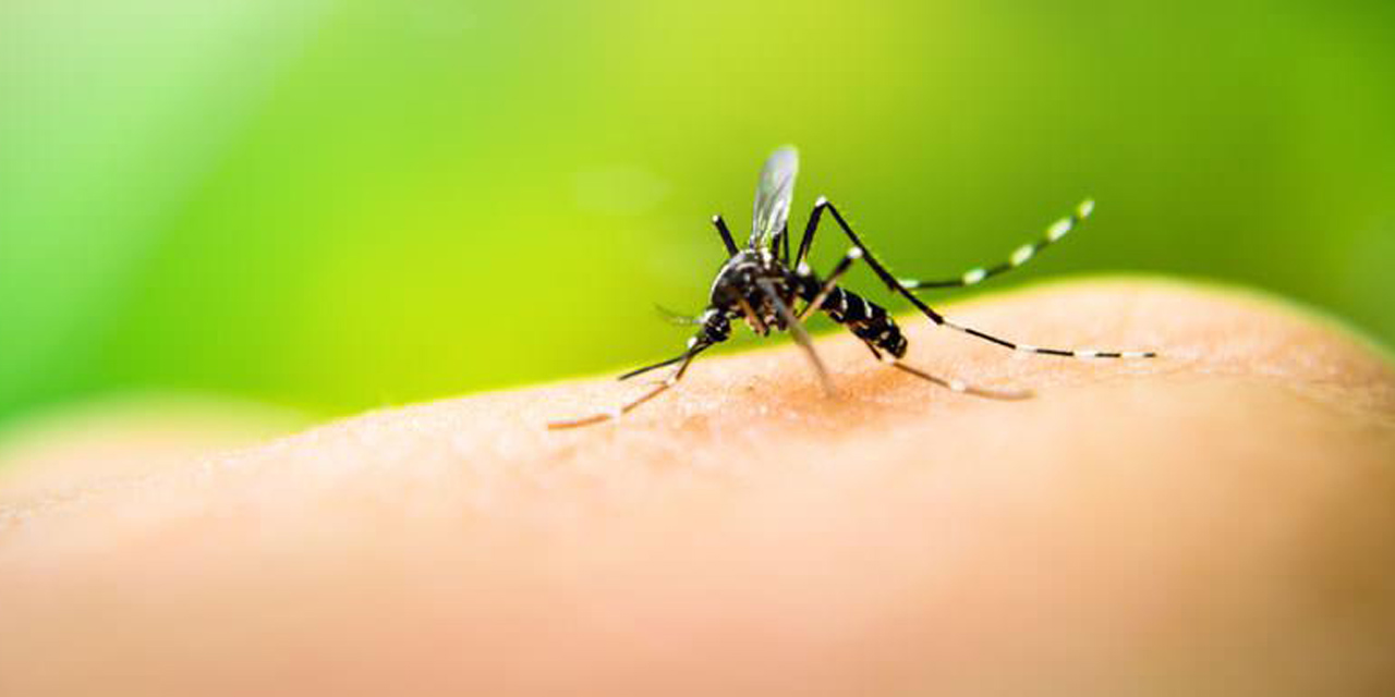 Disminuyen casos de dengue en Oaxaca | El Imparcial de Oaxaca