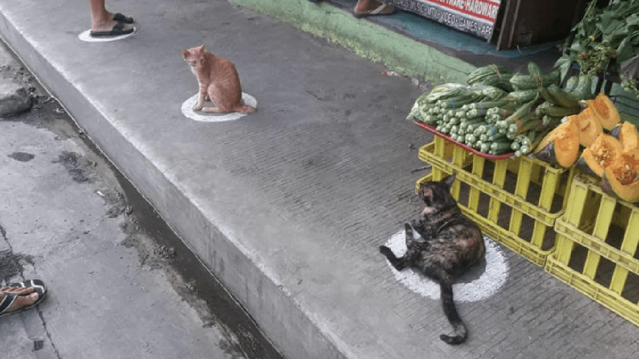 Gatos de Filipinas aplican mejor la sana distancia que los humanos | El Imparcial de Oaxaca