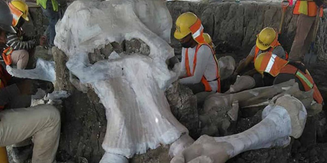 Encuentran restos de más de 60 mamuts | El Imparcial de Oaxaca