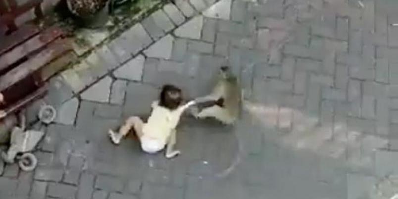 Video: Mono arrastra a pequeña ¿la intenta raptar?