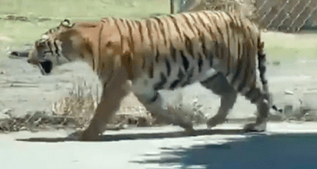 Video: Tigre se escapa y tratan de lazarlo como a una vaca | El Imparcial de Oaxaca