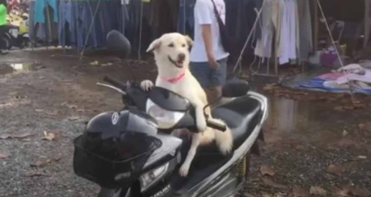 Video: Perro se hace famoso por espera sentado en una moto a su dueña afuera de un mercado | El Imparcial de Oaxaca