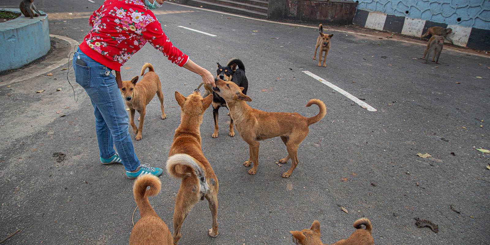 China prohíbe criar perros para consumo humano | El Imparcial de Oaxaca