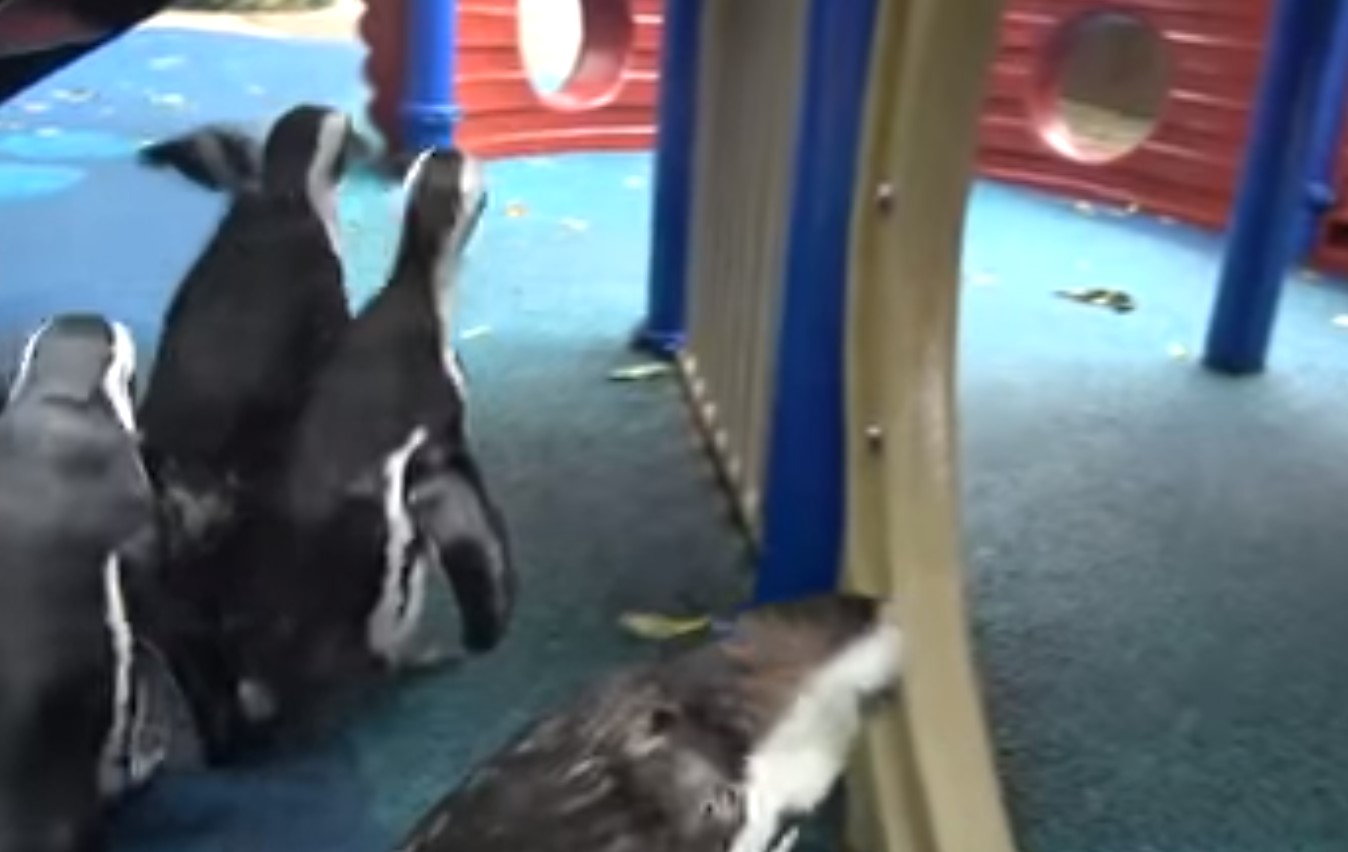 Video: Sacan a pasear a pingüinos de zoologico de Singapur para evitar aburrimeinto | El Imparcial de Oaxaca