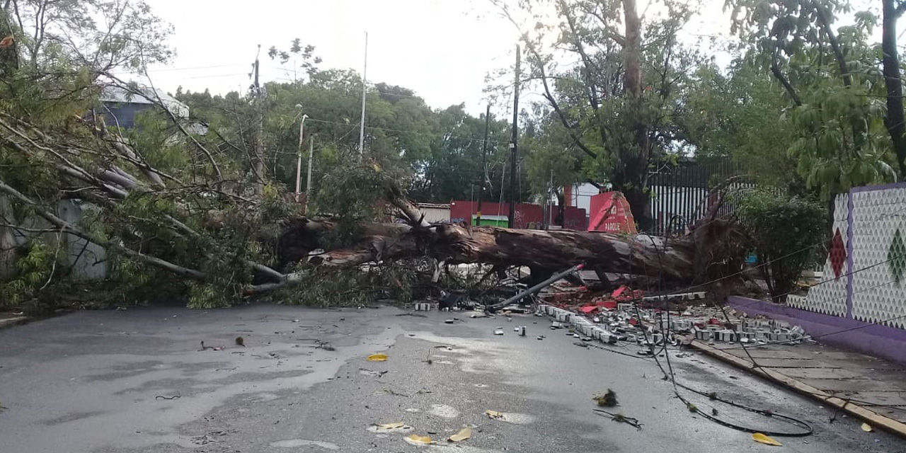 Tormenta tumba árboles y postes en Oaxaca | El Imparcial de Oaxaca