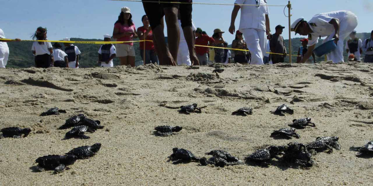 Jaguares y tortugas en riesgo por recorte a Conanp | El Imparcial de Oaxaca