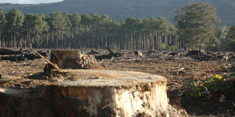México entre los 5 países de AL con mayor perdida de bosques en 2019 | El Imparcial de Oaxaca