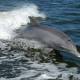 Reaparece un delfín nariz de botella, especie en peligro de extinción
