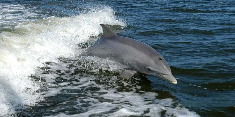 Reaparece un delfín nariz de botella, especie en peligro de extinción | El Imparcial de Oaxaca