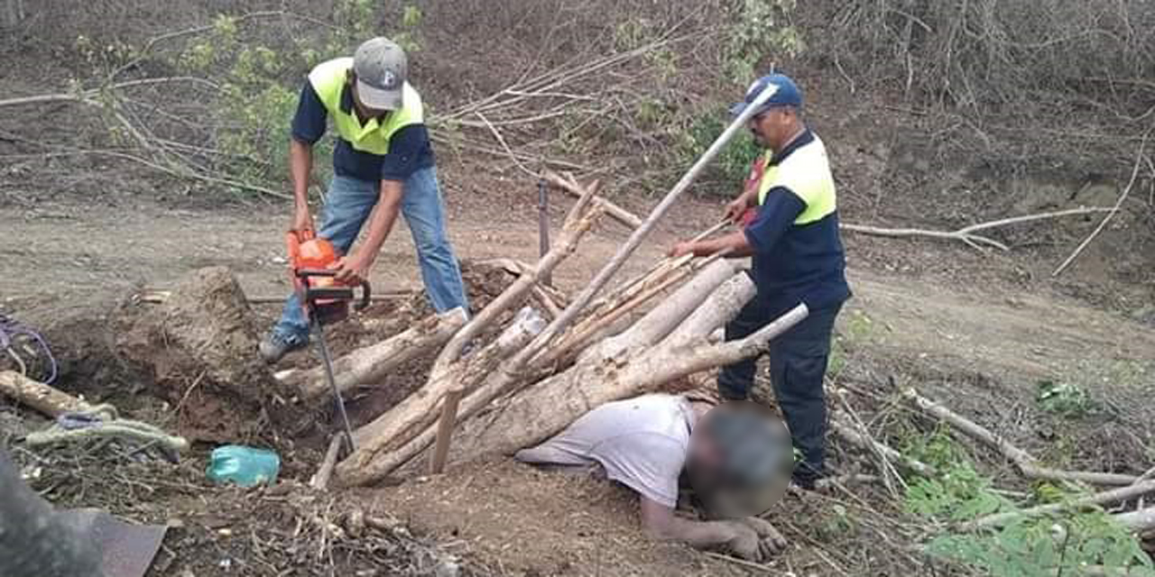 Hombre muere aplastado por árbol en Pochutla | El Imparcial de Oaxaca