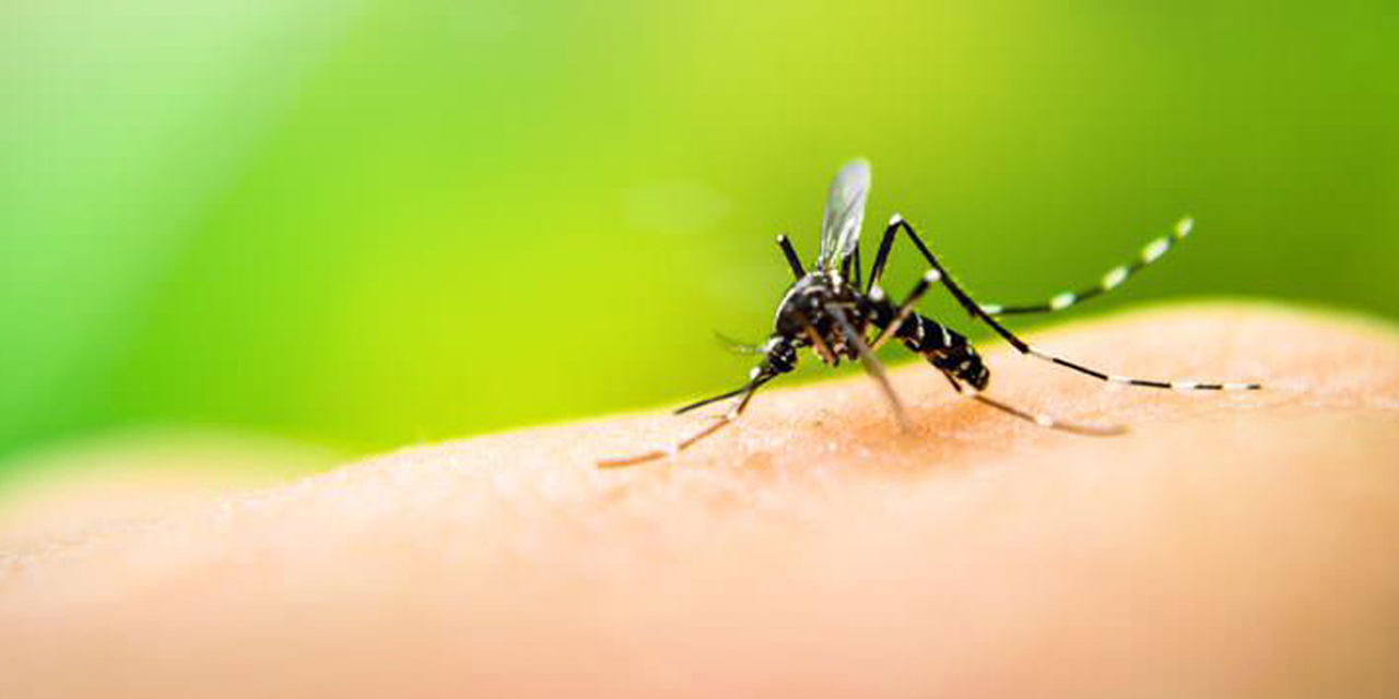 Se reportan sólo dos decesos por dengue en Oaxaca | El Imparcial de Oaxaca