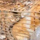 Rescatan a 700 gatos en China; serían destinados para consumo humano