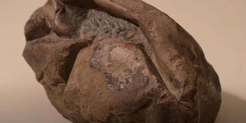 Encuentran huevo de dinosaurio de hace 66 millones de años | El Imparcial de Oaxaca
